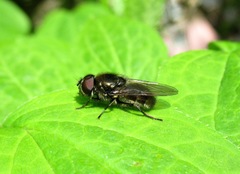 Cheilosia vernalis