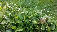 Echinodorus palifolius