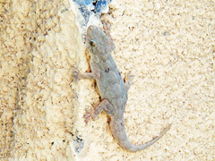 Hemidactylus flaviviridis