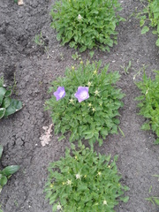 Campanula carpatica