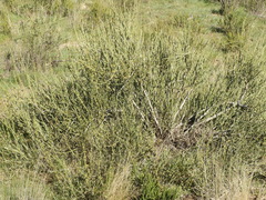 Ephedra triandra