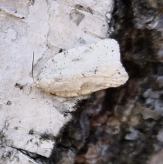 Acleris logiana