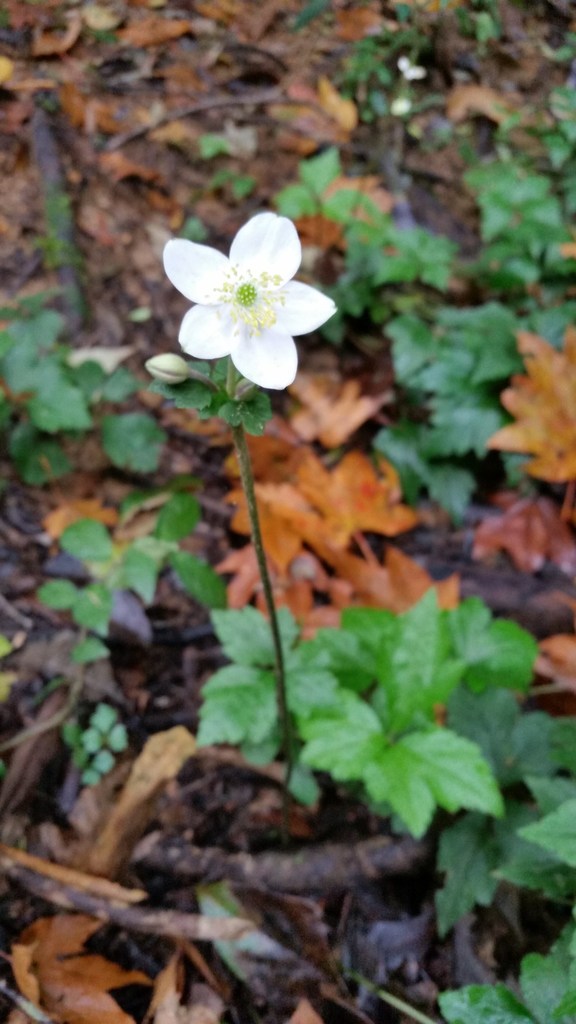 Anemone poilanei (Anemone poilanei)