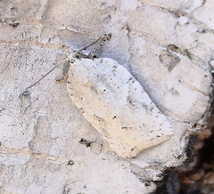 Acleris logiana