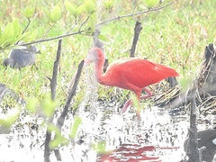 Eudocimus ruber
