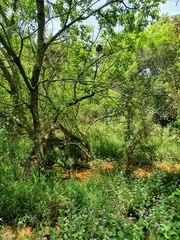 Formicoidea