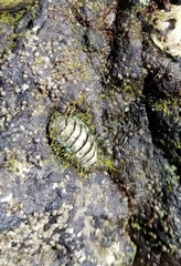 Chiton