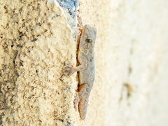 Hemidactylus flaviviridis