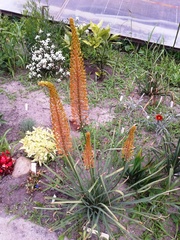 Eremurus stenophyllus