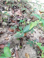 Opuntia decumbens