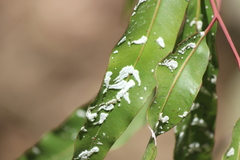Eucalyptolyma maideni