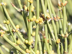 Ephedra triandra