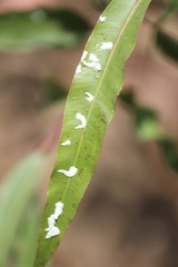 Eucalyptolyma maideni