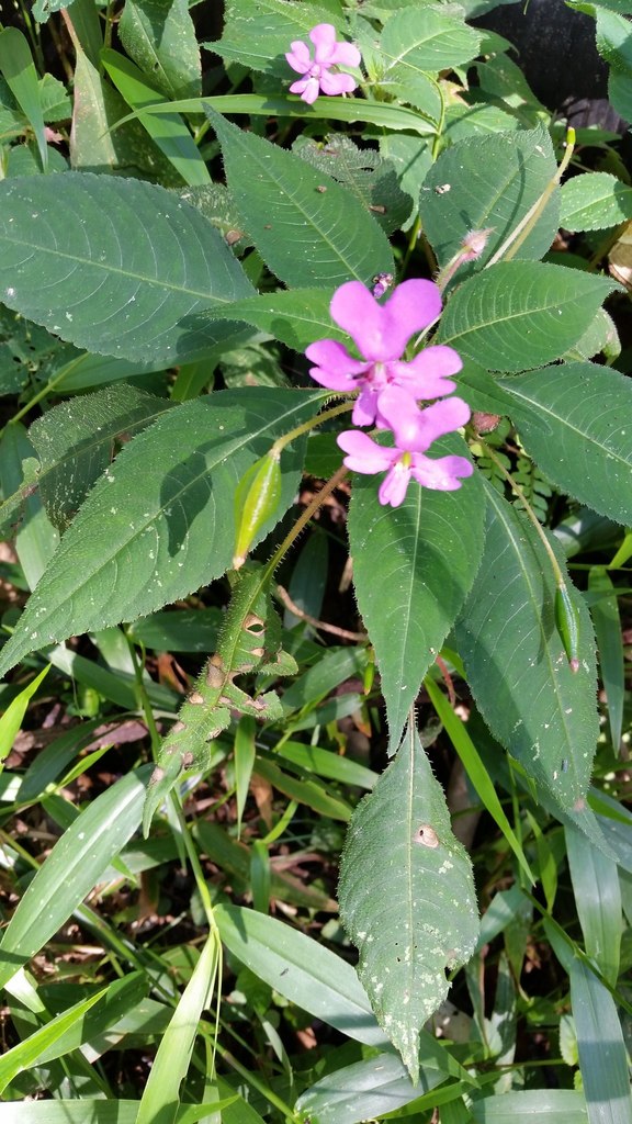 Impatiens eberhardtii (Impatiens eberhardtii)
