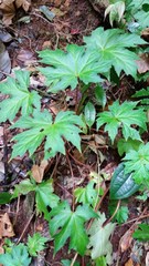 Begonia langbianensis