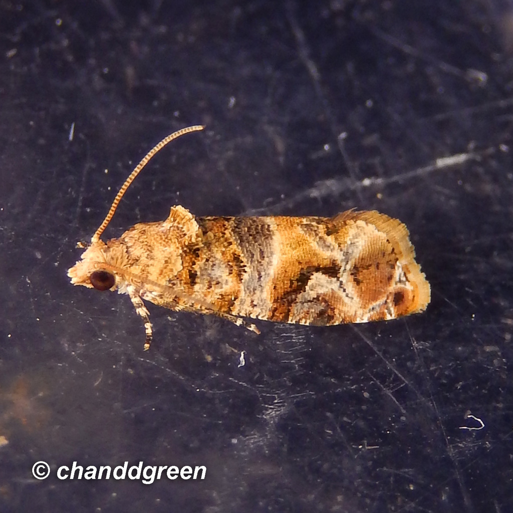 Lobesia aeolopa