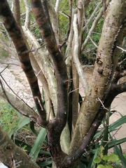 Bursera heteresthes