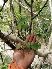 Bursera heteresthes
