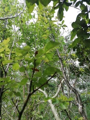 Bursera heteresthes