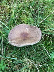 Melanoleuca polioleuca