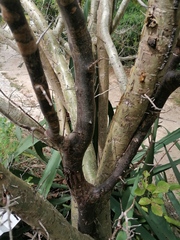 Bursera heteresthes
