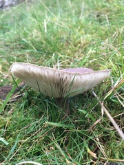 Melanoleuca polioleuca