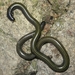 Rio Grande Do Sul Blind Snake - Photo (c) Daniel Dias, some rights reserved (CC BY-NC), uploaded by Daniel Dias