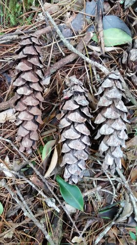 Dalat white pine (Pinus dalatensis)