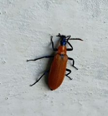 Prionoceridae