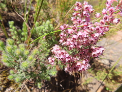 Erica trichadenia