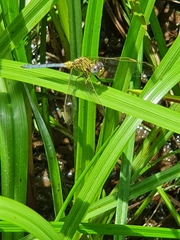 Orthetrum abbotti