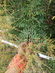 Apoplanesia paniculata