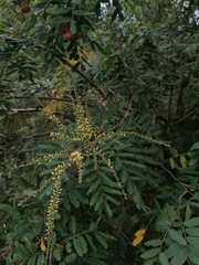 Apoplanesia paniculata