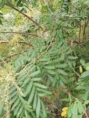 Apoplanesia paniculata
