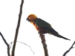 Aratinga jandaya