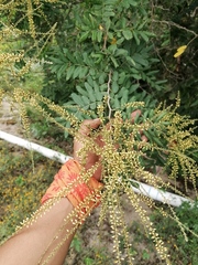 Apoplanesia paniculata