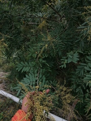 Apoplanesia paniculata