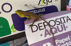 Polychrus gutturosus