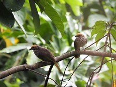 Pycnonotus zeylanicus