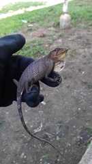 Polychrus gutturosus