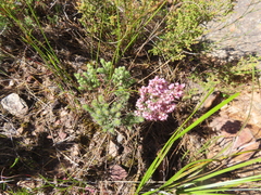 Erica trichadenia