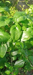 Dioscorea bulbifera
