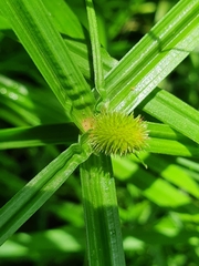 Cyperus ruwenzoriensis