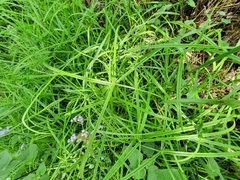Cyperus ruwenzoriensis