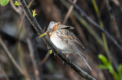 Zonotrichia capensis australis