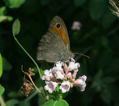 Apocynum venetum