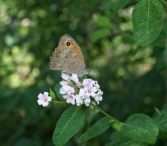 Apocynum venetum