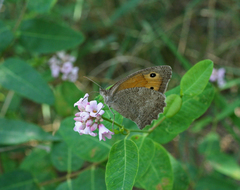 Apocynum venetum