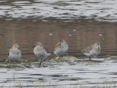 Calidris alpina