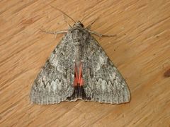 Catocala californica